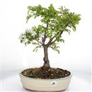 <b>Melo Micromalus</b> Esemplare Unico cm 40-99,00 € IN MANUTENZIONE