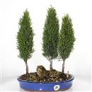 <b>Cipresso Bosco</b> Esemplare Unico cm 43-180,00 €