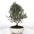 <b>Leptospermo </b> Esemplare Unico cm 37-145,00 €