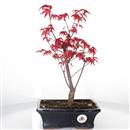 <b>Acero Deshojo</b> Esemplare Unico cm 37-97,00 €