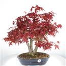 <b>Acero Deshojo</b> Esemplare Unico cm 56-1.600,00 €
