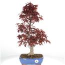 <b>Acero Nomura</b> Esemplare Unico cm.53-298,00 € IN MANUTENZIONE