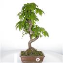 <b>Liquidambar</b> Esemplare Unico cm 43-180,00 €