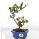 <b>Chaenomeles Chojubai</b> Esemplare Unico cm 27-120,00 €