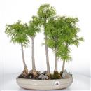 <b>Larice Giapponese Bosco</b> Esemplare Unico cm 45-99,00 €