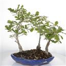 <b>Quercia Bosco</b> Esemplare Unico cm 42-180,00 €