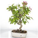 <b>Melo Everest</b> Esemplare Unico cm 39-140,00 €