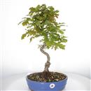 <b>Quercia</b> Esemplare Unico cm 52-160,00 €
