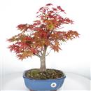 <b>Acero Deshojo</b> Esemplare Unico cm 47-330,00 €