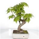 <b>Liquidambar</b> Esemplare Unico cm 40-180,00 €