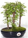 <b>Metasequoia Bosco</b> Esemplare Unico cm 26-65,00 €
