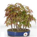 <b>Acero Palmato Kiobeni Bosco</b> Esemplare Unico cm 23-160,00 €