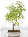 <b>Acero Dissectum</b> Esemplare Unico cm 40-69,00 €