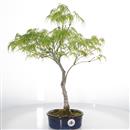 <b>Acero Palmato Dissectum</b> Esemplare Unico cm 48-115,00 €
