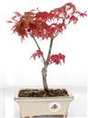 <b>Acero Palmato Deshojo</b> Esemplare Unico cm 31-49,80 €