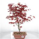 <b>Acero Palmato Deshojo</b> Esemplare Unico cm 45-190,00 €