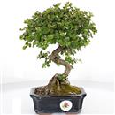 <b>Cotoneaster</b> Esemplare Unico cm 28-98,00 €