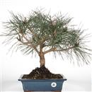 <b>Pino Nero</b> Esemplare Unico cm 50-195,00 €