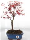 <b>Acero Deshojo</b> Esemplare Unico cm 35-55,00 €
