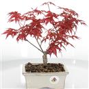 <b>Acero Palmato Deshojo</b> Esemplare Unico cm 27-49,80 €