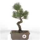 <b>Pino a 5 Aghi</b> Esemplare Unico cm 31-159,00 €