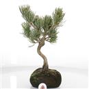 <b>Pino a 5 Aghi</b> Esemplare Unico cm 28-129,00 €
