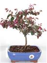 <b>Loropetalum</b> Esemplare Unico cm 35-57,00 €