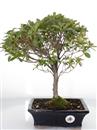 <b>Azalea Indica</b> Esemplare Unico cm 35-59,00 €
