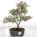 <b>Azalea Kakuo</b> Esemplare Unico cm 34-145,00 €