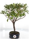<b>Azalea Indica</b> Esemplare Unico cm 33-29,80 €