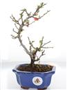 <b>Chaenomeles Chojubai</b> Esemplare Unico cm 27-115,00 €
