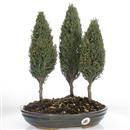<b>Cipresso Bosco</b> Esemplare Unico cm 41-170,00 €