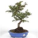 <b>Cedro del Libano</b> Esemplare Unico cm 52-250,00 €