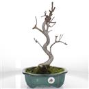 <b>Acero Palmato Rubrum</b> Esemplare Unico cm 37-165,00