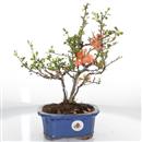 <b>Chaenomeles chojubai</b> Esemplare Unico cm 31-160,00 €