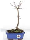 <b>Acero Palmato Deshojo</b> Esemplare Unico cm 30-49,80 €