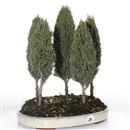 <b>Cipresso Bosco</b> Esemplare Unico cm 44-198,00 €