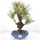 <b>Pino Nero Corticosa</b> Esemplare Unico cm.34-249,00