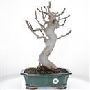 <b>Fico</b> Esemplare Unico cm.50-299,00 €