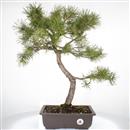 <b>Pino Silvestre</b> Esemplare Unico cm 60-299,00 €