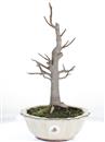<b>Magnolia Kobus</b> Esemplare Unico cm 40-198,00 €