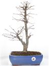 <b>Acero Palmato Seigen</b> Esemplare Unico cm 50-470,00 €