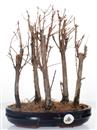 <b>Metasequoia Bosco</b> Esemplare Unico cm 36-99,00 €