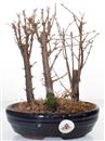 <b>Metasequoia Bosco</b> Esemplare Unico cm 25-59,00 €