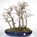 <b>Acero Tridente Bosco</b> Esemplare Unico cm 55-999,00 €