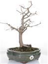 <b>Acero+ Campestre</b> Esemplare Unico cm 42-198,00 €