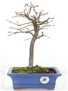 <b>Carpino Bianco</b> Esemplare Unico cm 30-47,00 €