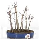 <b>Acero Palmato Kiobeni Bosco</b> Esemplare Unico cm 22-160,00 €