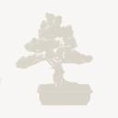 <b>Quercia da Sughero</b> Esemplare Unico cm 53-490,00 €