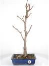 <b>Ginkgo</b> Esemplare Unico cm 58-240,00 €